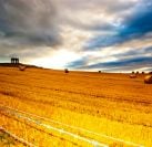 straw-field